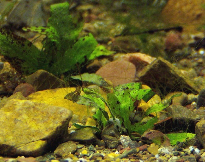 I Terracquari del Centro di Entomologia - Piombino (LI)